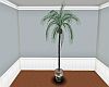 Cocunut Potted Palm