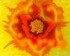 Summer Sun Flower