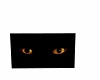 cats eyes picture