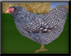 Barred Rock Chicken