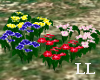 LL: Colorful Primrose