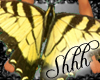 **Swallowtail Butterfl