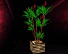 Tropical Seduction Plant