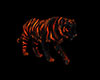 *FoV* Tiger Fire