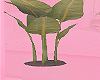 💗 Baddies   Plant