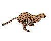 Moc! CheetahRunning Stkr