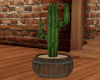 WH Cactus 2