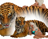 Tiger Pet w Poses