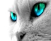 Cat Eyes 2