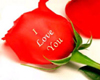 (srt) I Love Your Rose