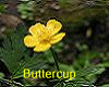 Creeping Buttercup