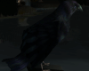 Blue Crow Flying Anim