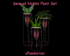 Sensual Nights Plants
