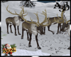 A3D* Reindeers