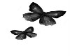 (SS)Butterflies - L