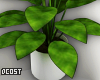 Big Leaf Plant
