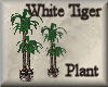 [my]White Tiger Plant