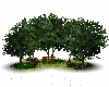 trees with benches