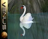 ~V~ Animated Swan