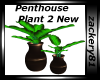 Penthouse Plant 2 New