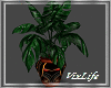 [V]MonsteraTropic Plant