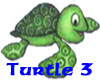 Baby Turtle 3
