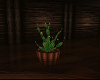 Cactus Barrel Plant