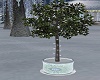 Wonderland Ficus Tree