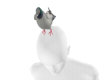 C| Top head Pigeon (M)