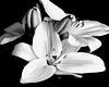 White Lilys picture B&W