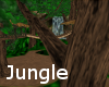 !!Aa Jungles aA!