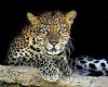 foto leopardo