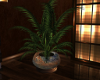 (SL) Fews Potted Plant
