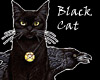 Wiccan Black Cat
