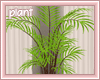 [Kiki]Serenity plant