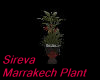 Sireva Marrakech Plant
