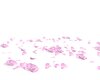 pink floor rose petals