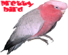 pretty parrot