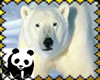 Save the Polar Bear