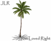 Animated Beach Palm