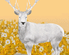 𝐼𝑧.Deer