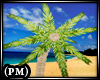 (PM) Beach Palm Tree