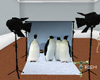 Penguin Backdrop