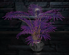 Dark Night Plant
