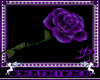 face roses *purple