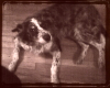 Cattle Dog Poster