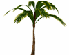 old tropical summer palm
