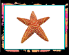 ツ Starfish 