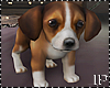 Puppy Beagle Dog