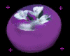 *Lxx purple flower bean